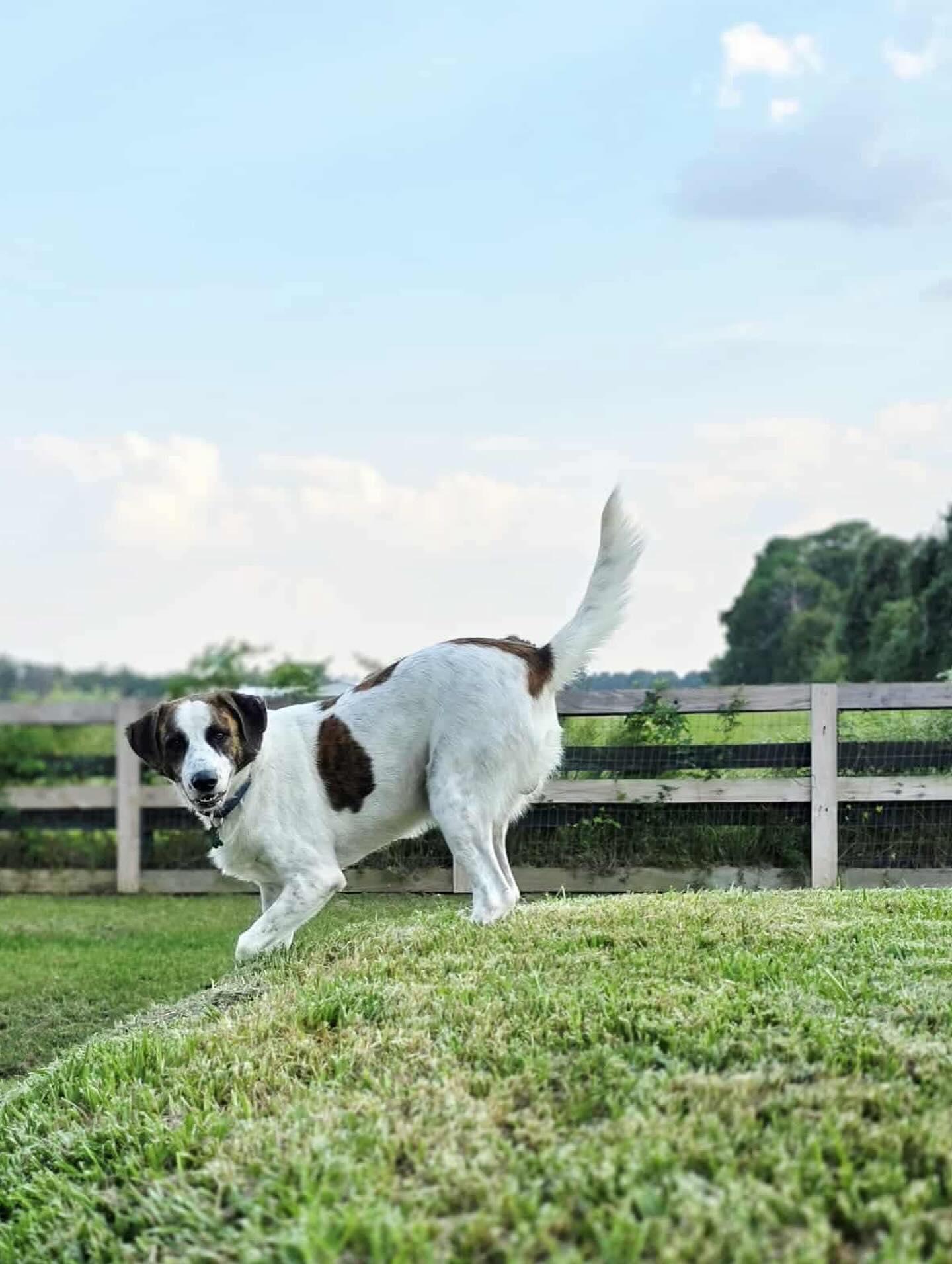 Derby, a Adoptable mixed breed in Commerce City, CO image 2/6