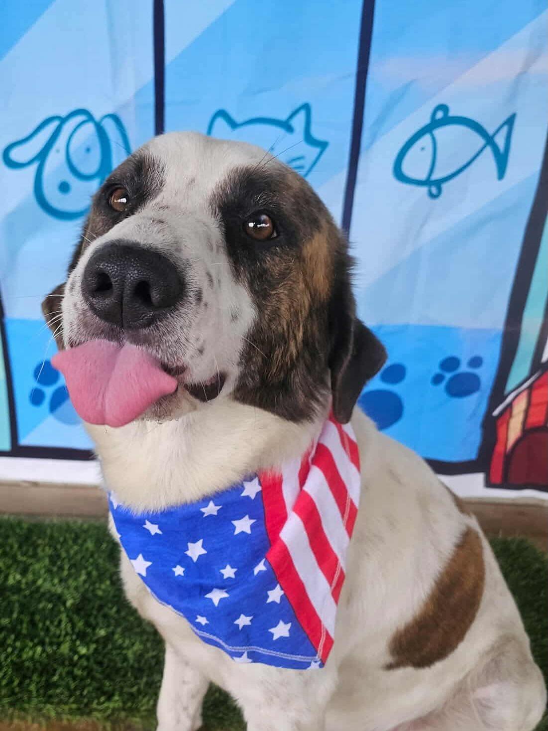 Derby, a Adoptable mixed breed in Commerce City, CO image 3/6