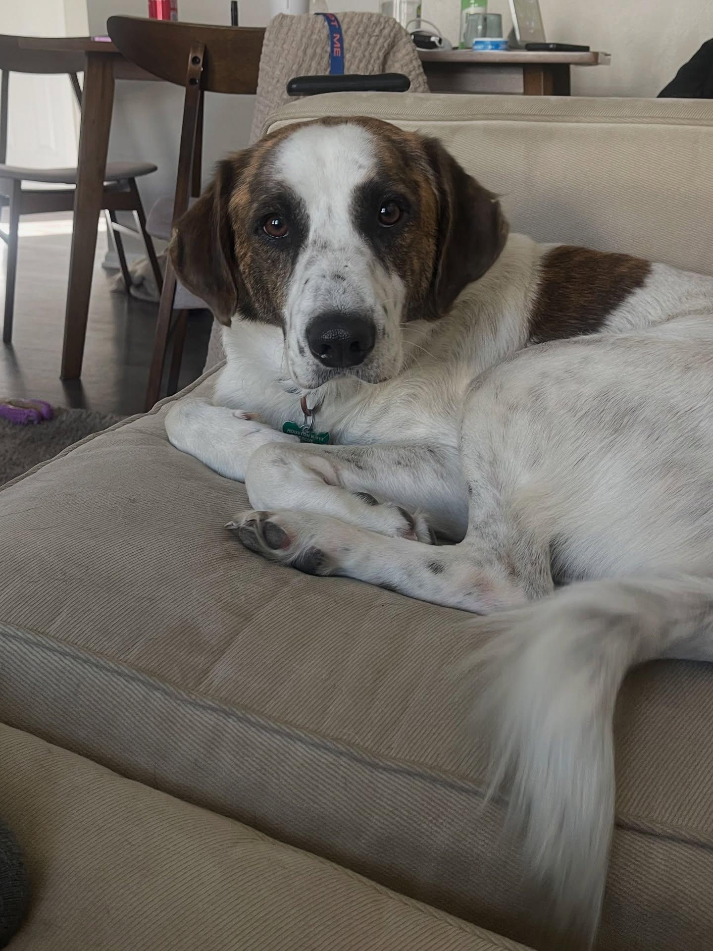 Derby, a Adoptable mixed breed in Commerce City, CO image 4/6