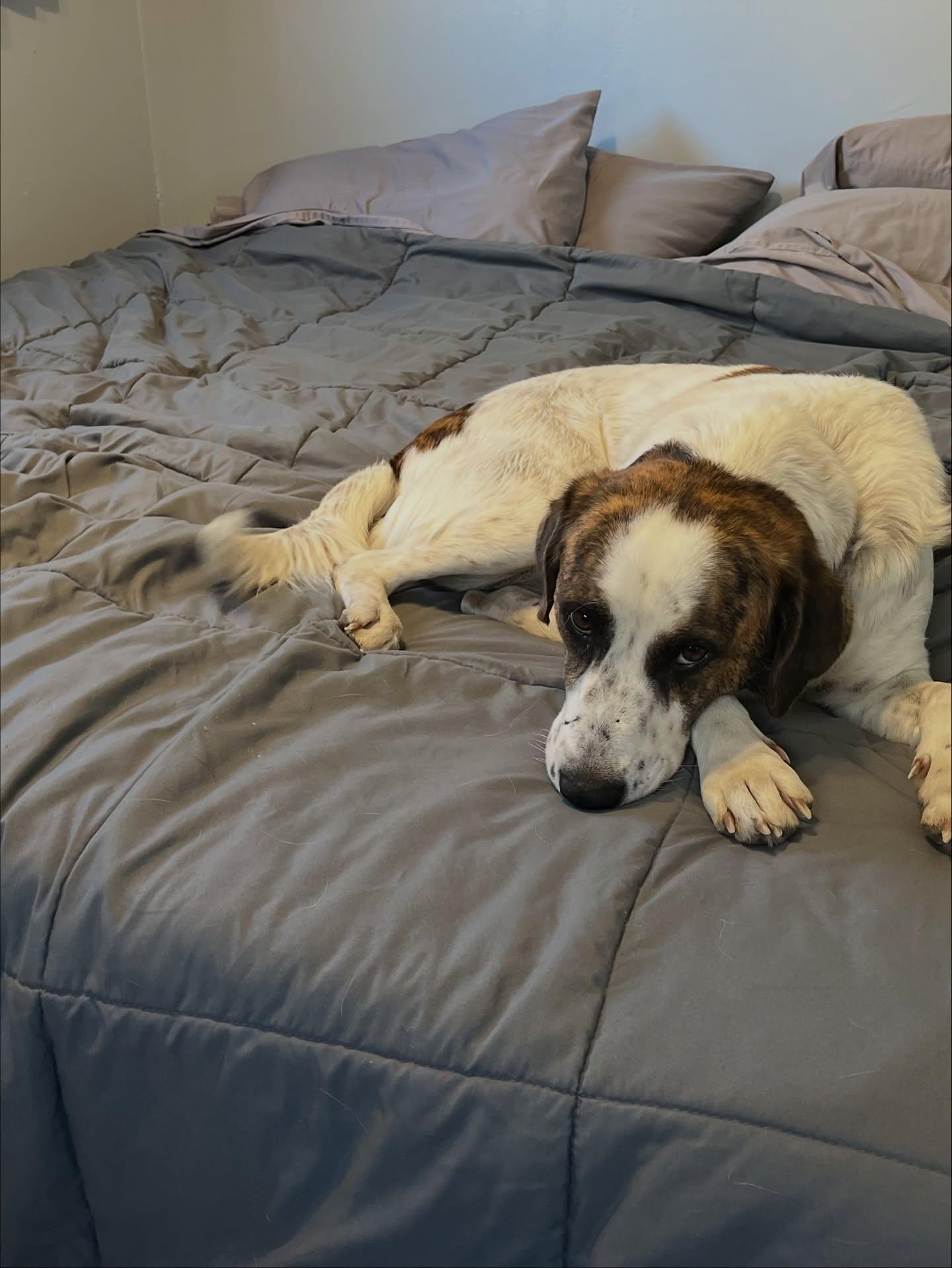 Derby, a Adoptable mixed breed in Commerce City, CO image 5/6