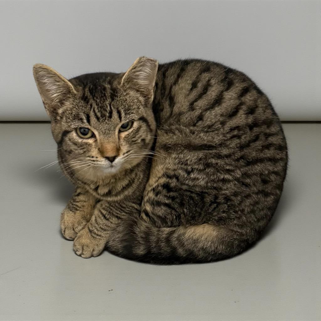 Kizzy, Adoptable, Kitten Female Domestic Short Hair.