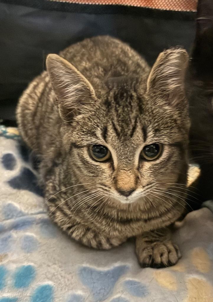 Kizzy, a Adoptable Domestic Short Hair in Augusta, GA image 2/2