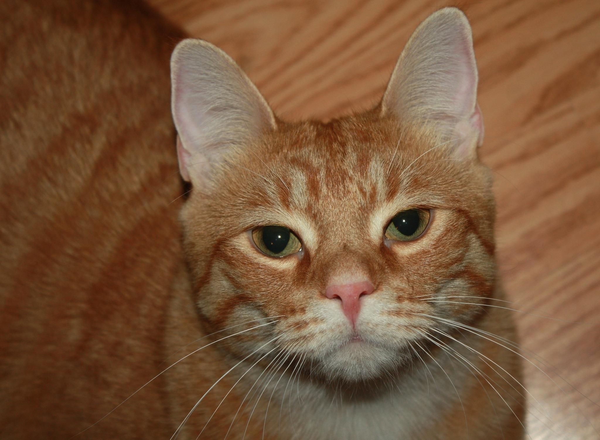 Cubby, a ADOPTABLE Domestic Short Hair in Fair Haven, VT image 1/2