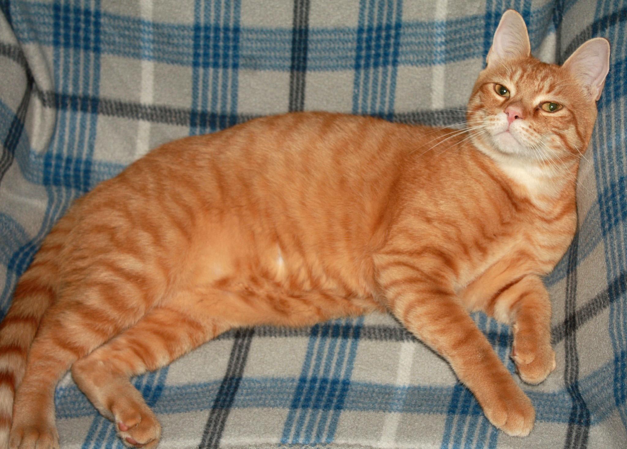 Cubby, a ADOPTABLE Domestic Short Hair in Fair Haven, VT image 2/2