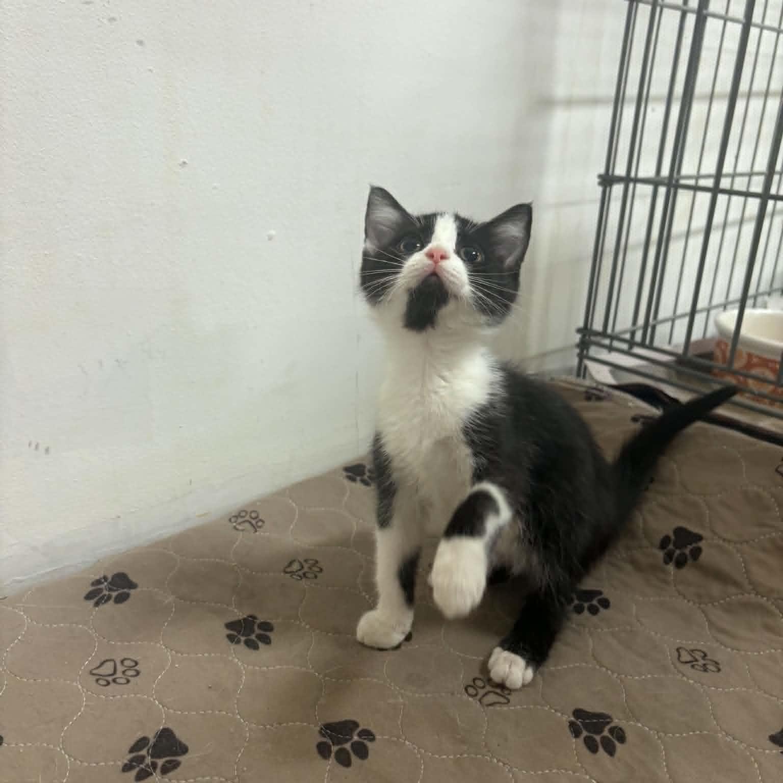 Cookie, Adopted, Kitten Female Domestic Short Hair.