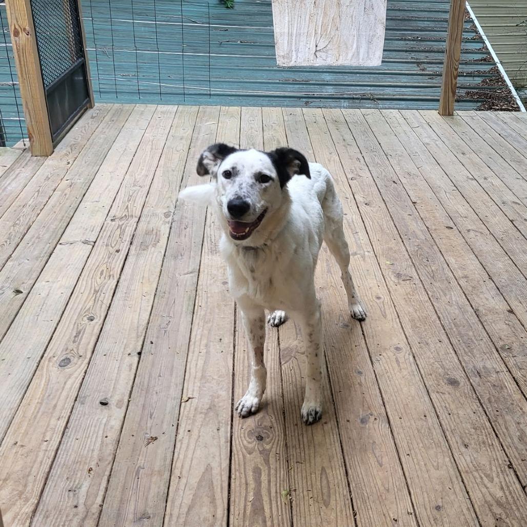 Sundae, a Adoptable mixed breed in Wadena, MN image 1/4