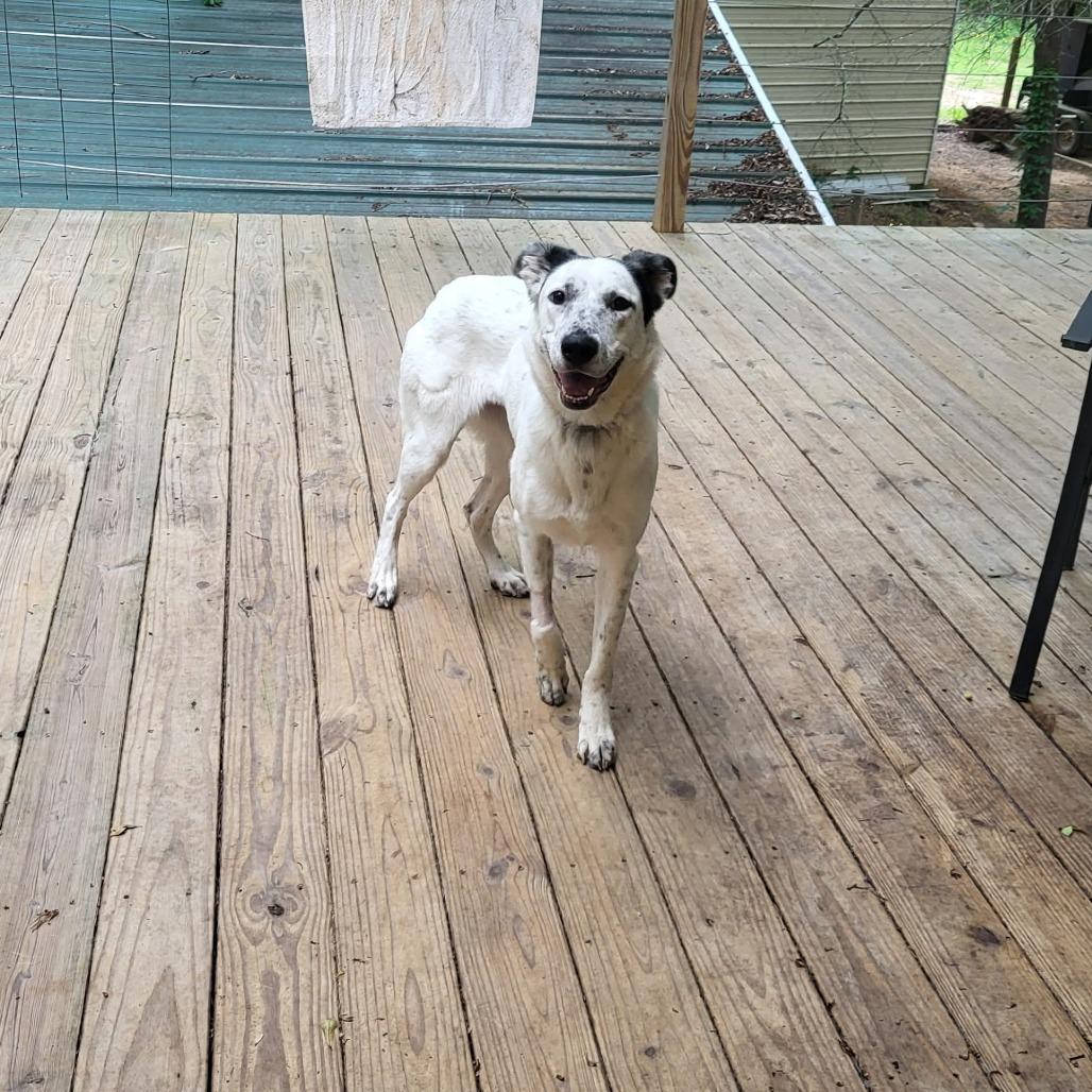 Sundae, a Adoptable mixed breed in Wadena, MN image 2/4