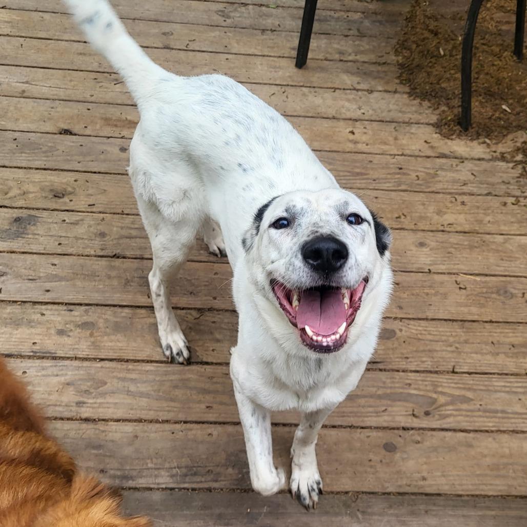 Sundae, a Adoptable mixed breed in Wadena, MN image 3/4