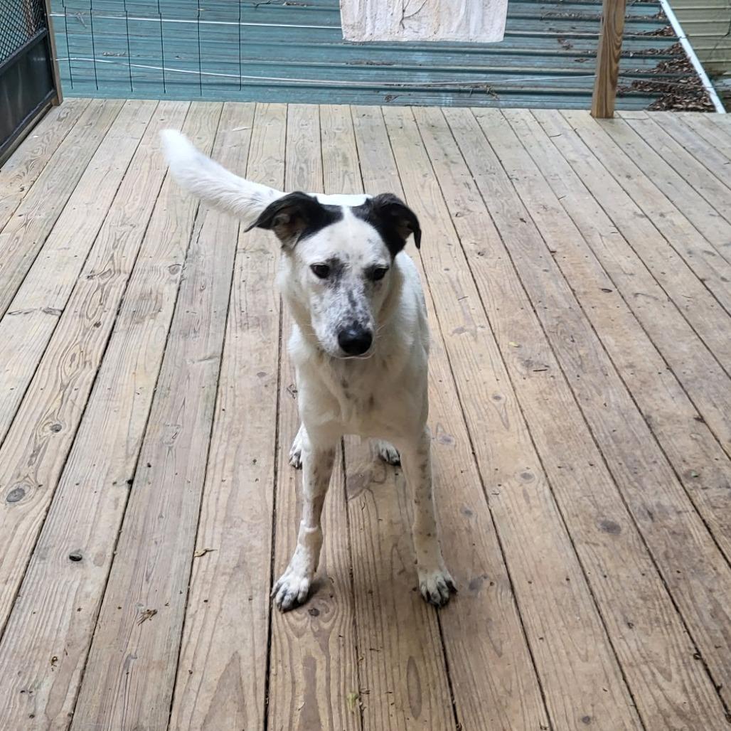 Sundae, a Adoptable mixed breed in Wadena, MN image 4/4