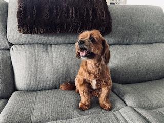 Enlarge Sugar & Munchkin, a Adoptable mixed breed in The Villages, FL image 3/5