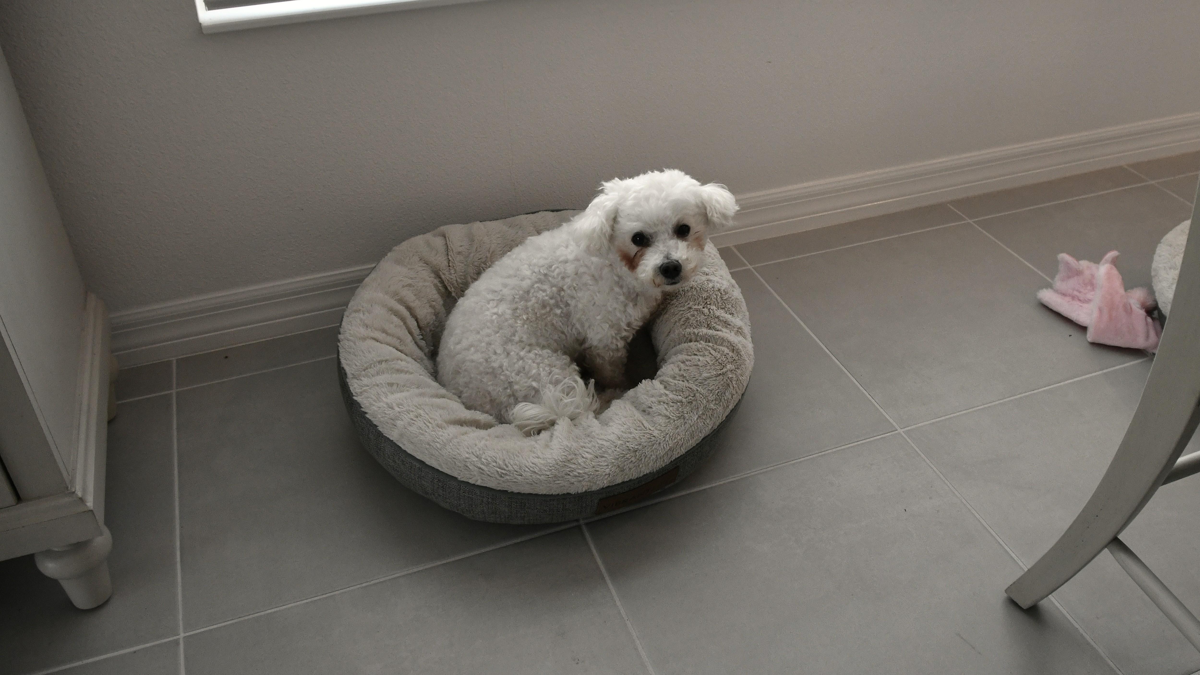 Enlarge Sugar & Munchkin, a Adoptable mixed breed in The Villages, FL image 4/5