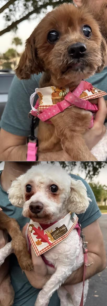 Enlarge Sugar & Munchkin, a Adoptable mixed breed in The Villages, FL image 1/5