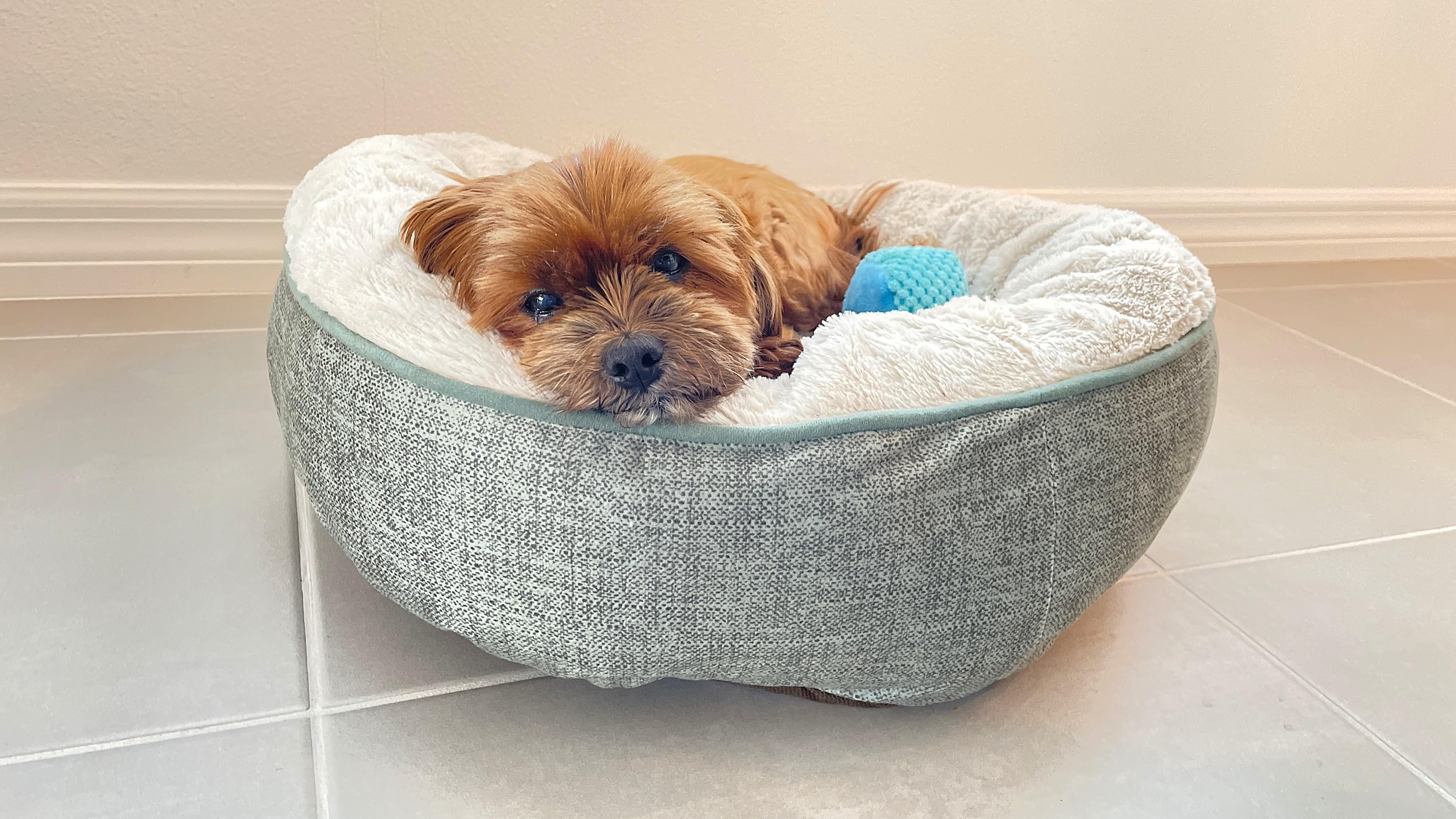 Enlarge Sugar & Munchkin, a Adoptable mixed breed in The Villages, FL image 5/5