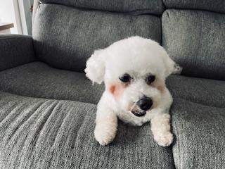 Sugar & Munchkin, Adoptable, Adult Female Bichon Frise.