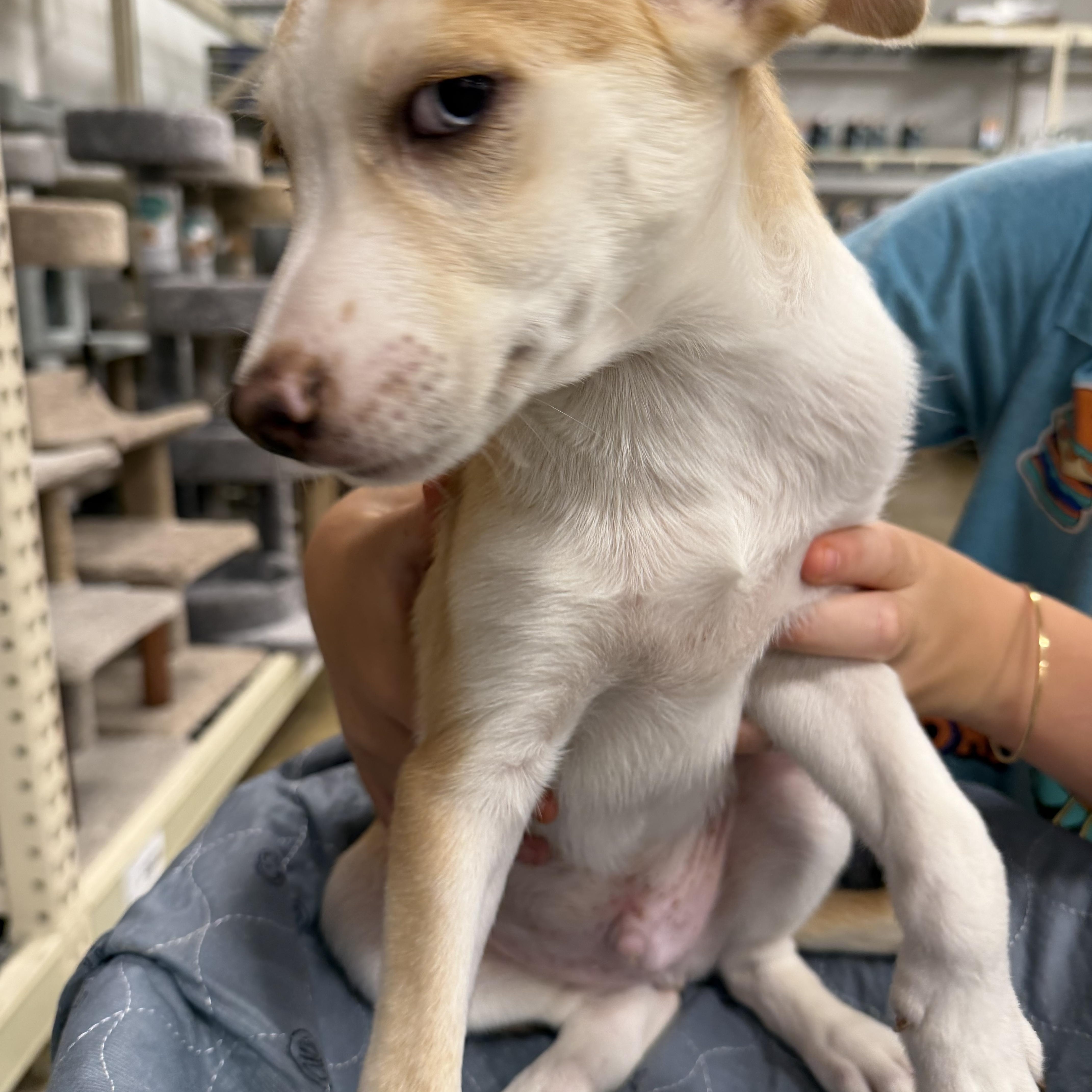 Enlarge Albert, a Adoptable mixed breed in Eugene, OR image 4/4