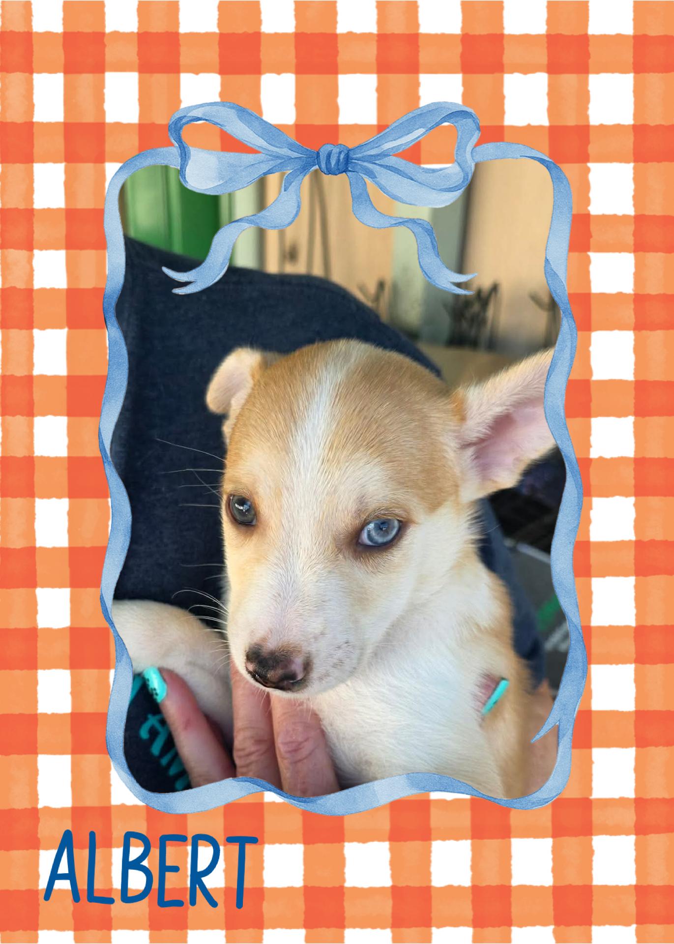 Enlarge Albert, a Adoptable mixed breed in Eugene, OR image 2/4
