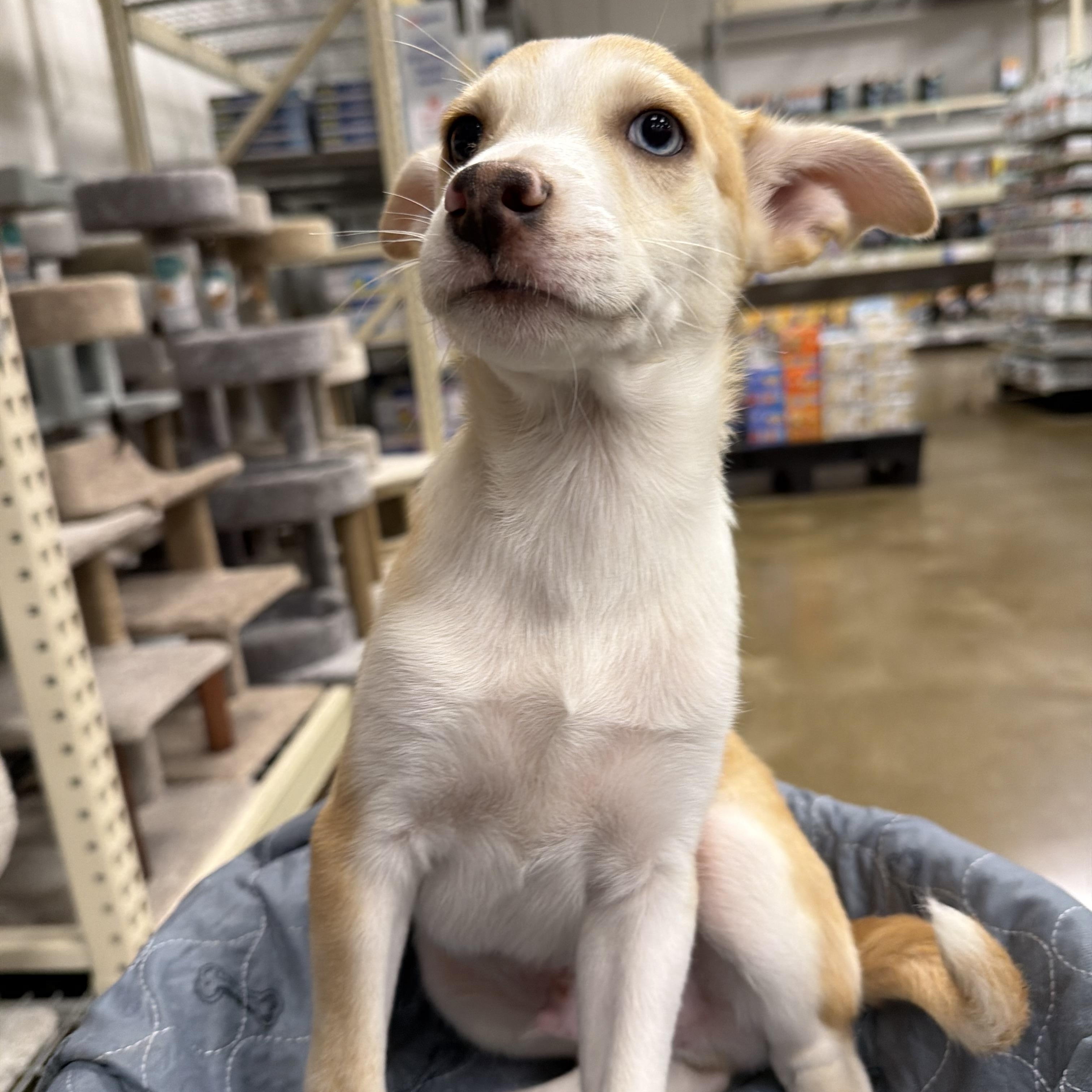 Enlarge Albert, a Adoptable mixed breed in Eugene, OR image 1/4