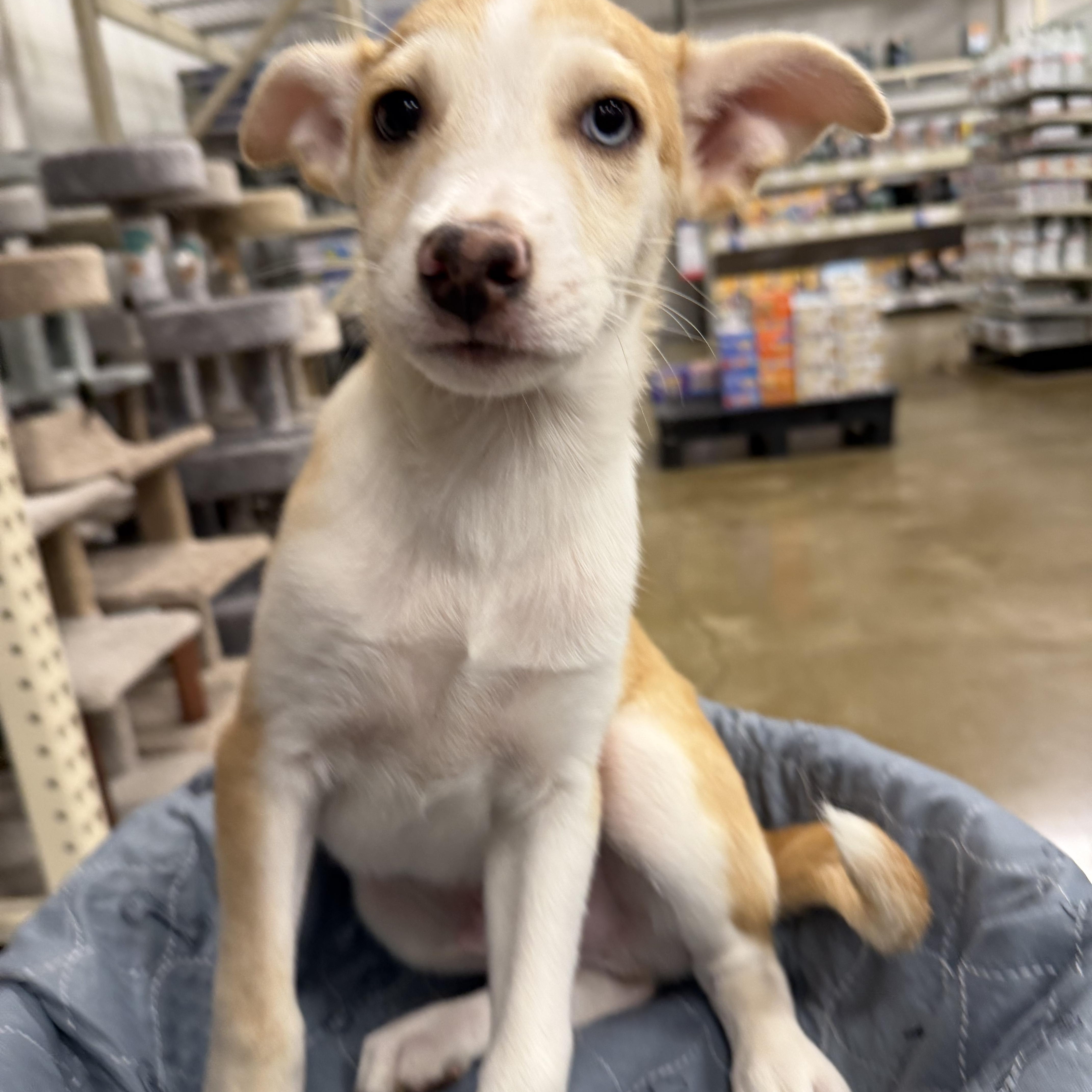 Enlarge Albert, a Adoptable mixed breed in Eugene, OR image 3/4