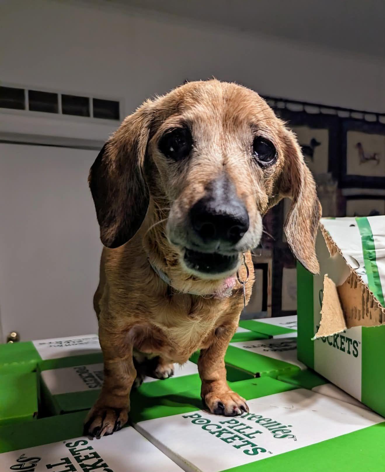 Daisy, Senior Female unknown
