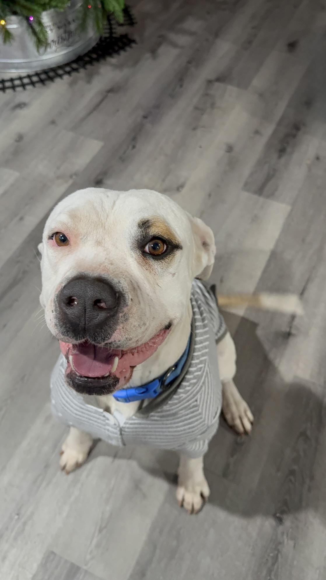 THEODORE, ADOPTABLE, Young Male Pit Bull Terrier.