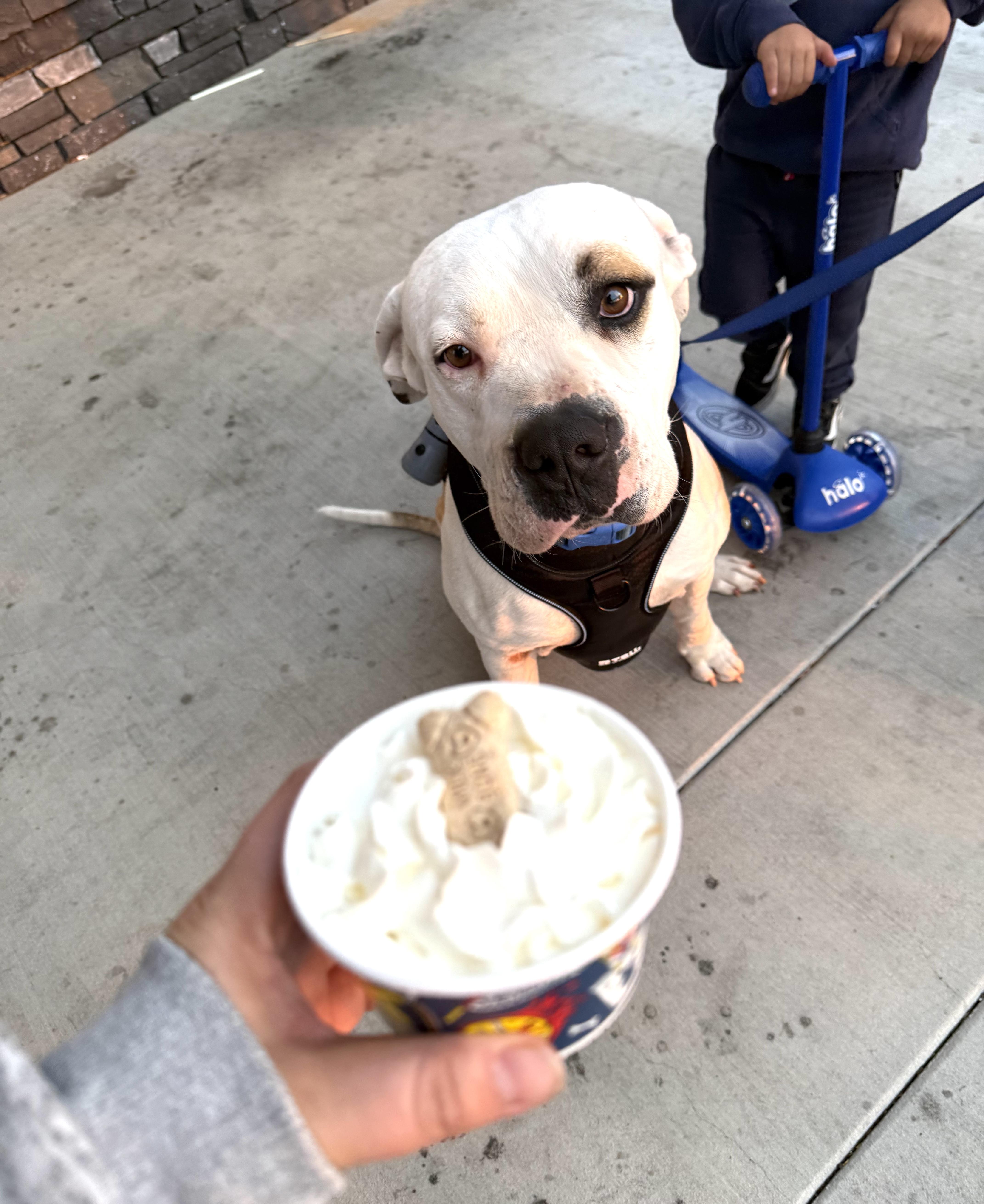 Enlarge THEODORE, a ADOPTABLE Pit Bull Terrier in Woodland Hills, CA image 3/6