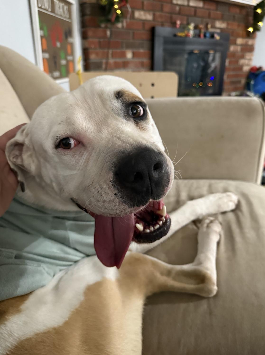 Enlarge THEODORE, a ADOPTABLE Pit Bull Terrier in Woodland Hills, CA image 5/6