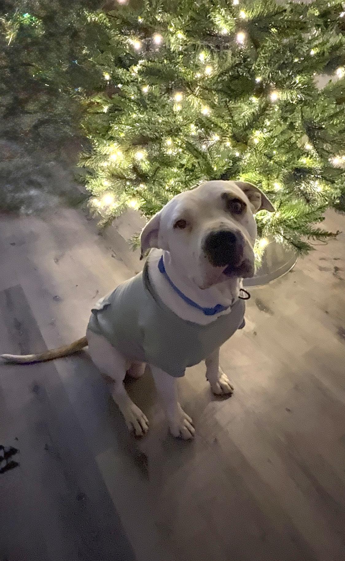 Enlarge THEODORE, a ADOPTABLE Pit Bull Terrier in Woodland Hills, CA image 2/6