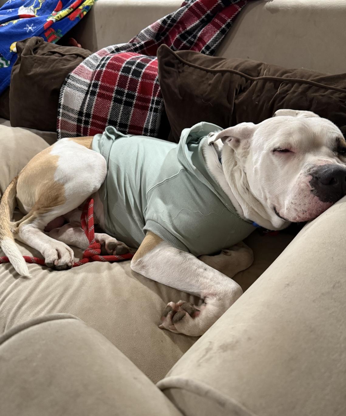 Enlarge THEODORE, a ADOPTABLE Pit Bull Terrier in Woodland Hills, CA image 4/6