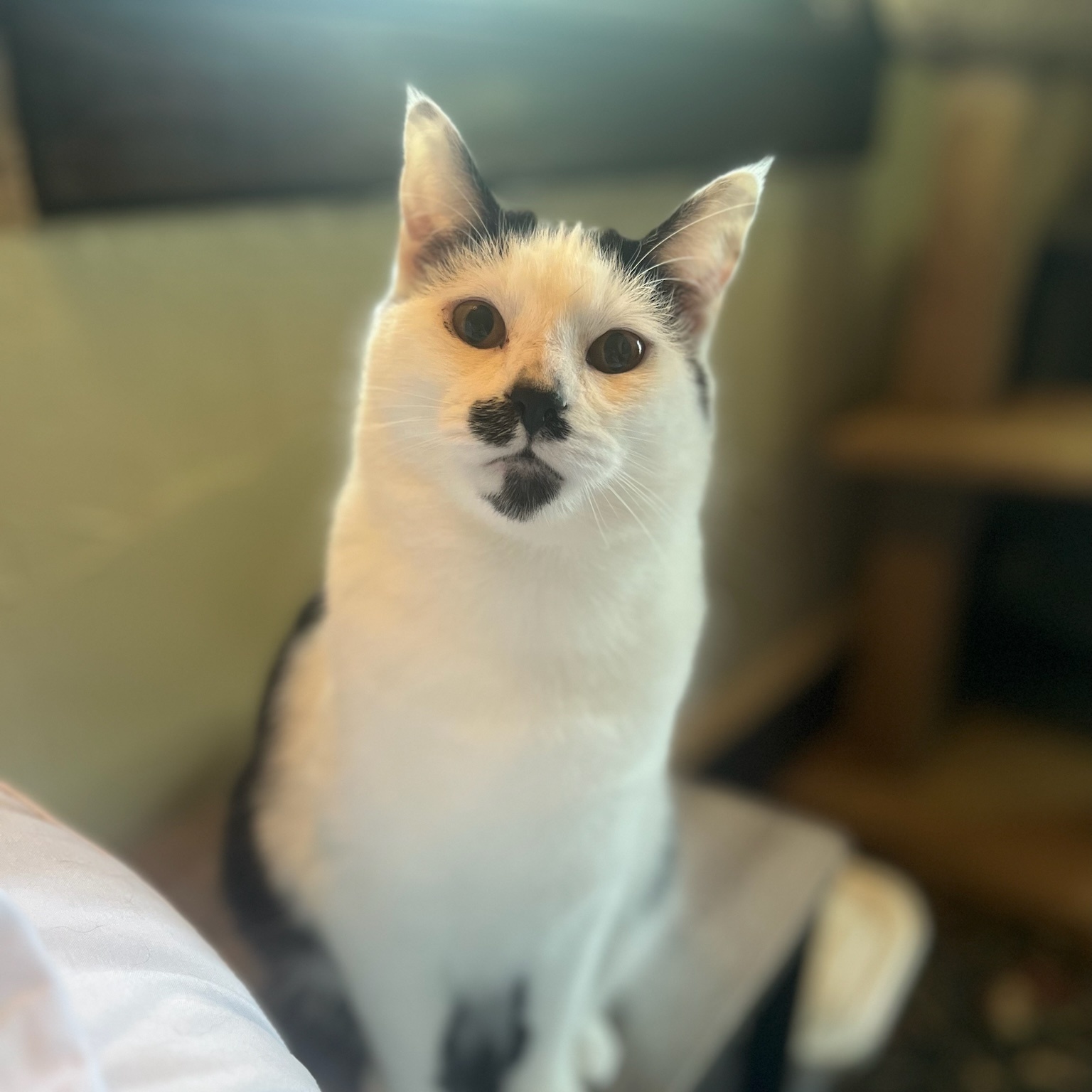 Enlarge Cloud (and Figgy!), a Adoptable Domestic Short Hair in Castalian Springs, TN image 2/6