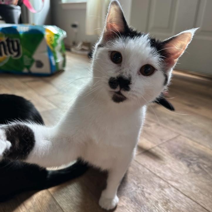 Cloud (and Figgy!), Adoptable, Young Male Domestic Short Hair.
