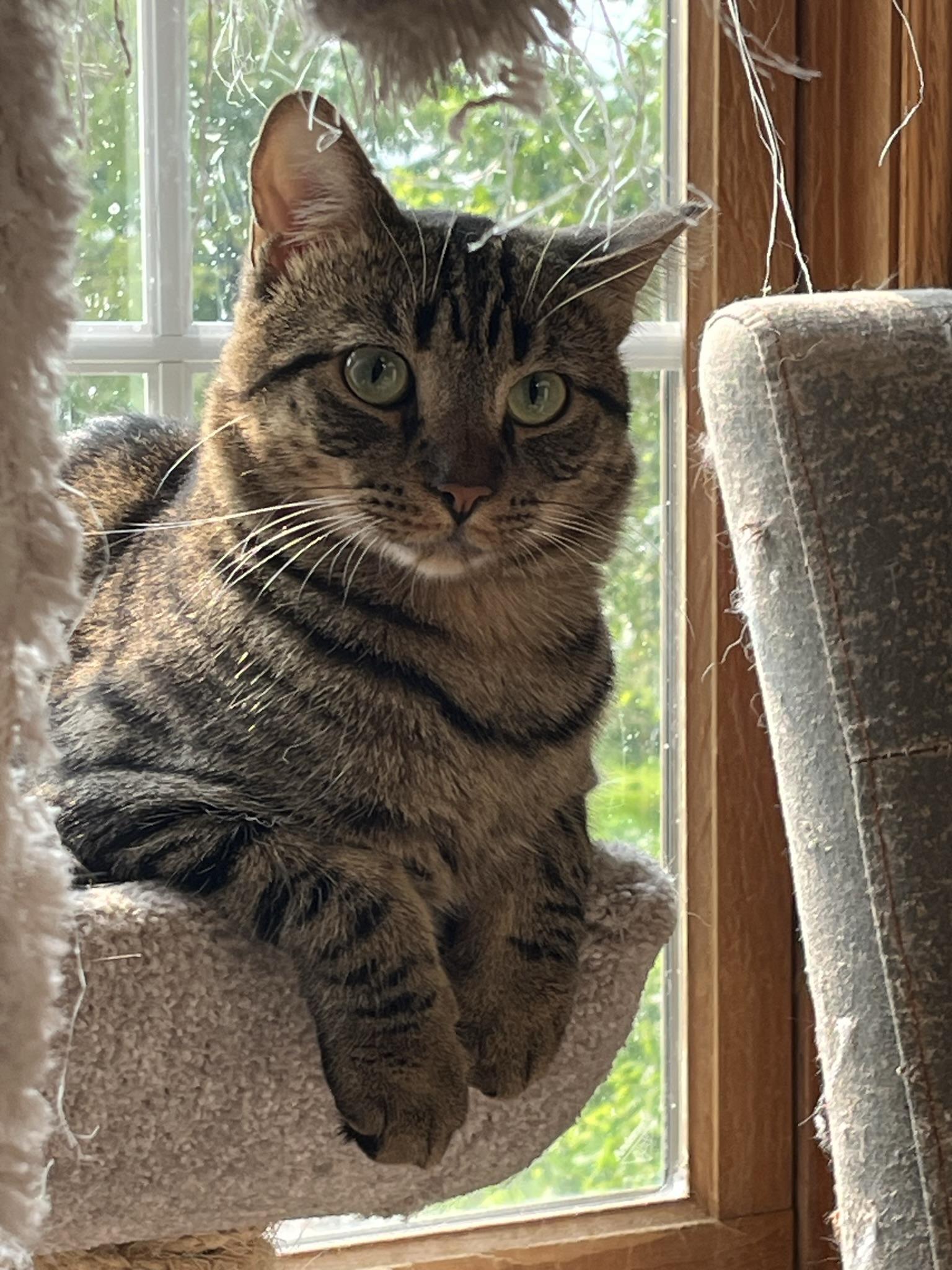 Enlarge Golden, a Adoptable Domestic Short Hair in Brighton, MI image 2/6