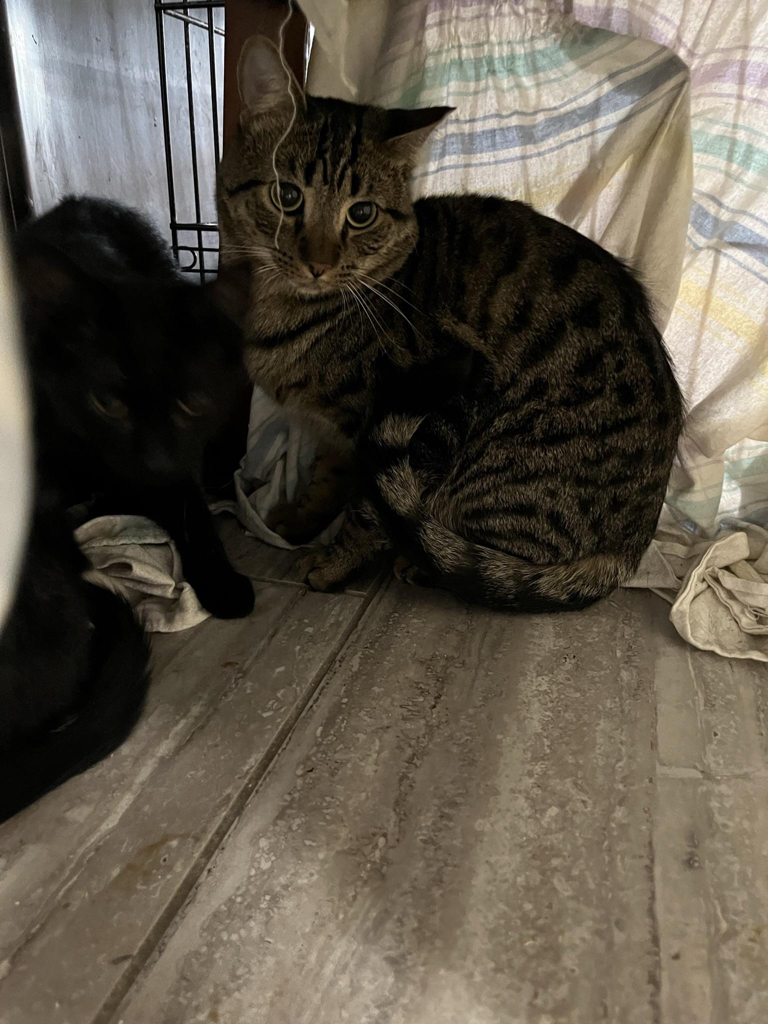 Enlarge Golden, a Adoptable Domestic Short Hair in Brighton, MI image 3/6