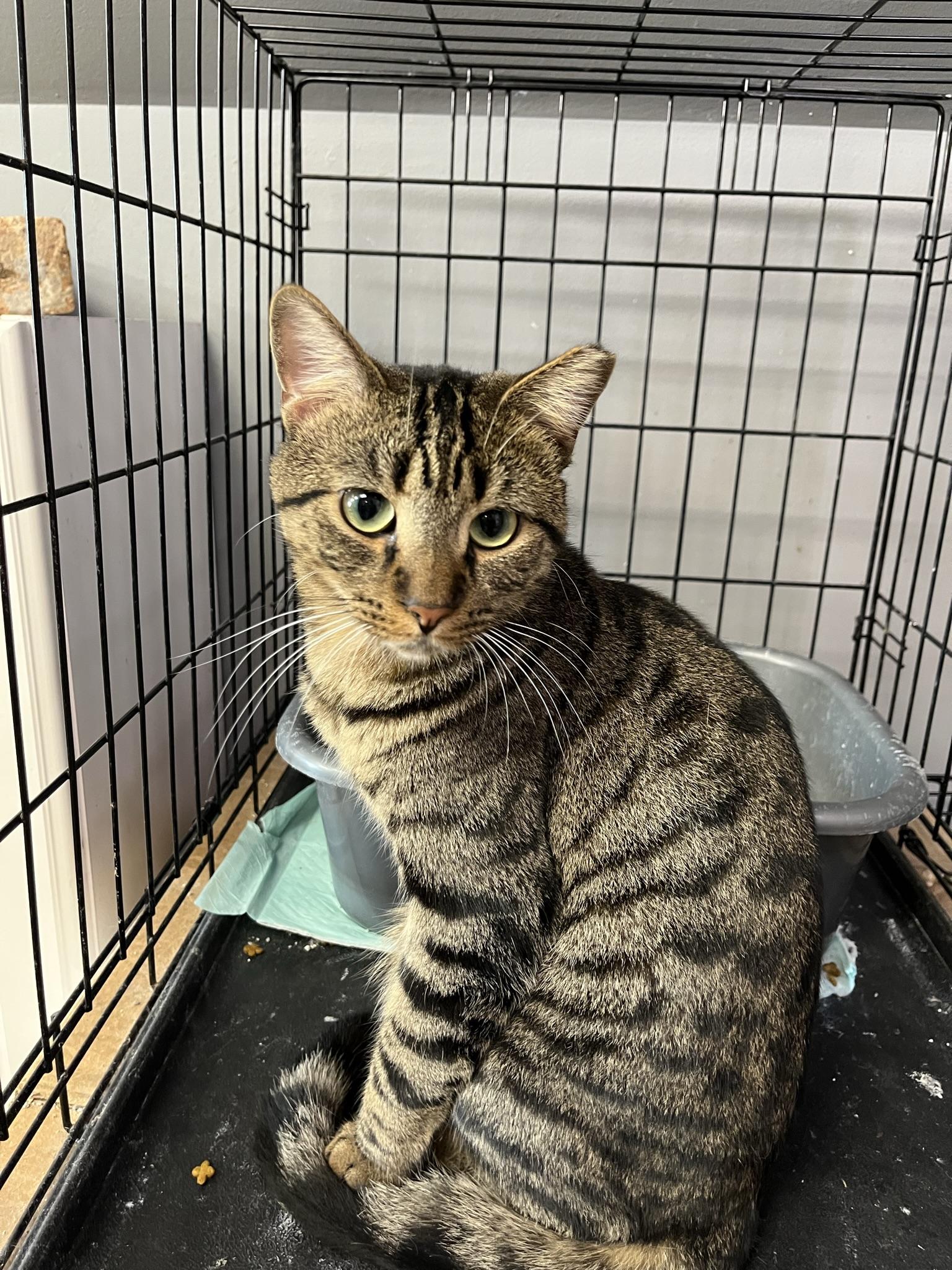 Enlarge Golden, a Adoptable Domestic Short Hair in Brighton, MI image 4/6