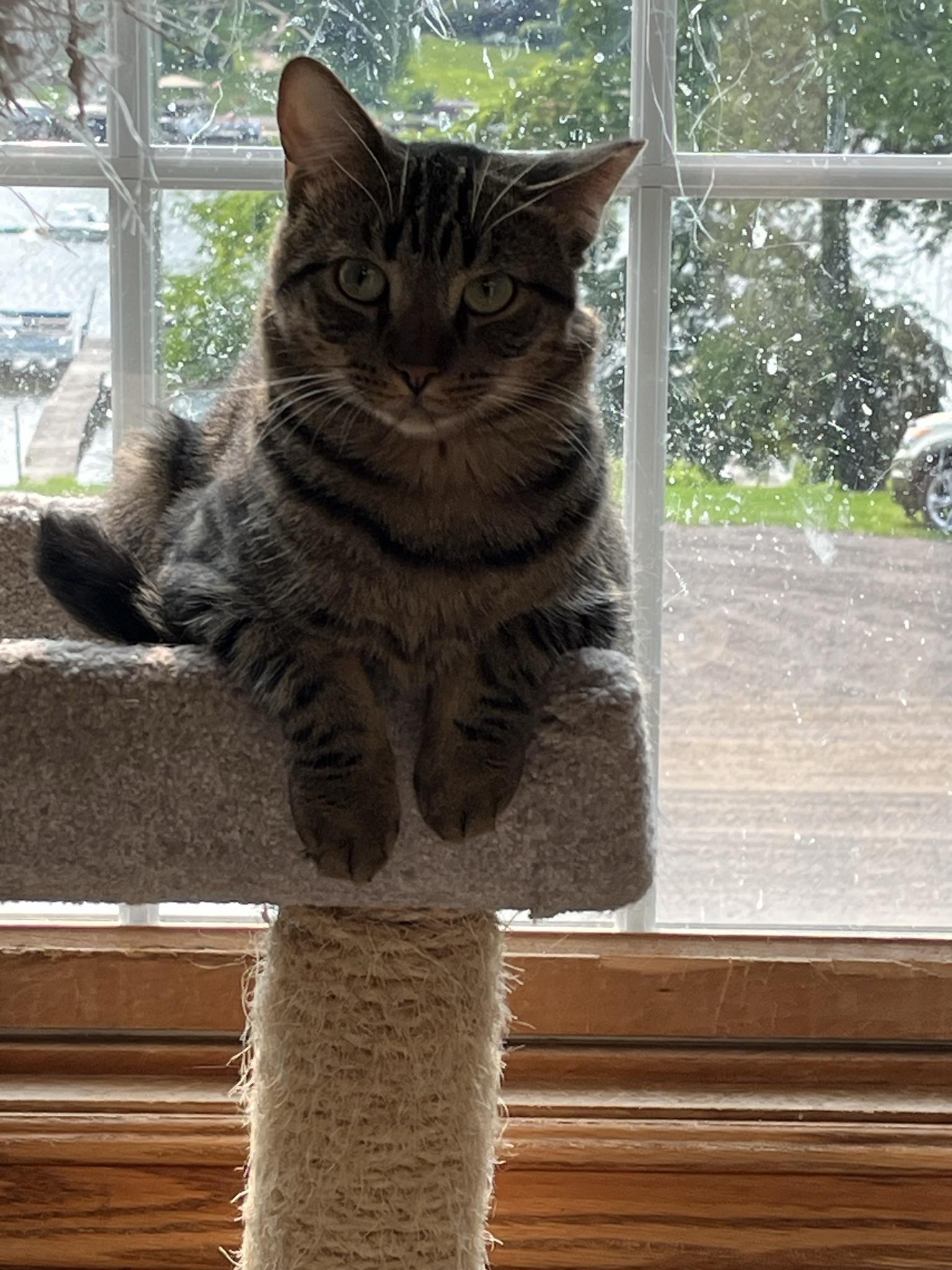 Enlarge Golden, a Adoptable Domestic Short Hair in Brighton, MI image 6/6