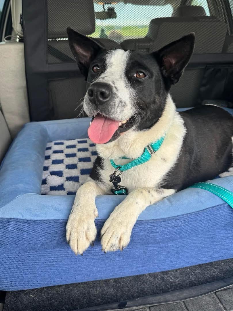 Baby Gurl, Adoptable, Adult Female Australian Cattle Dog / Blue Heeler & Border Collie.