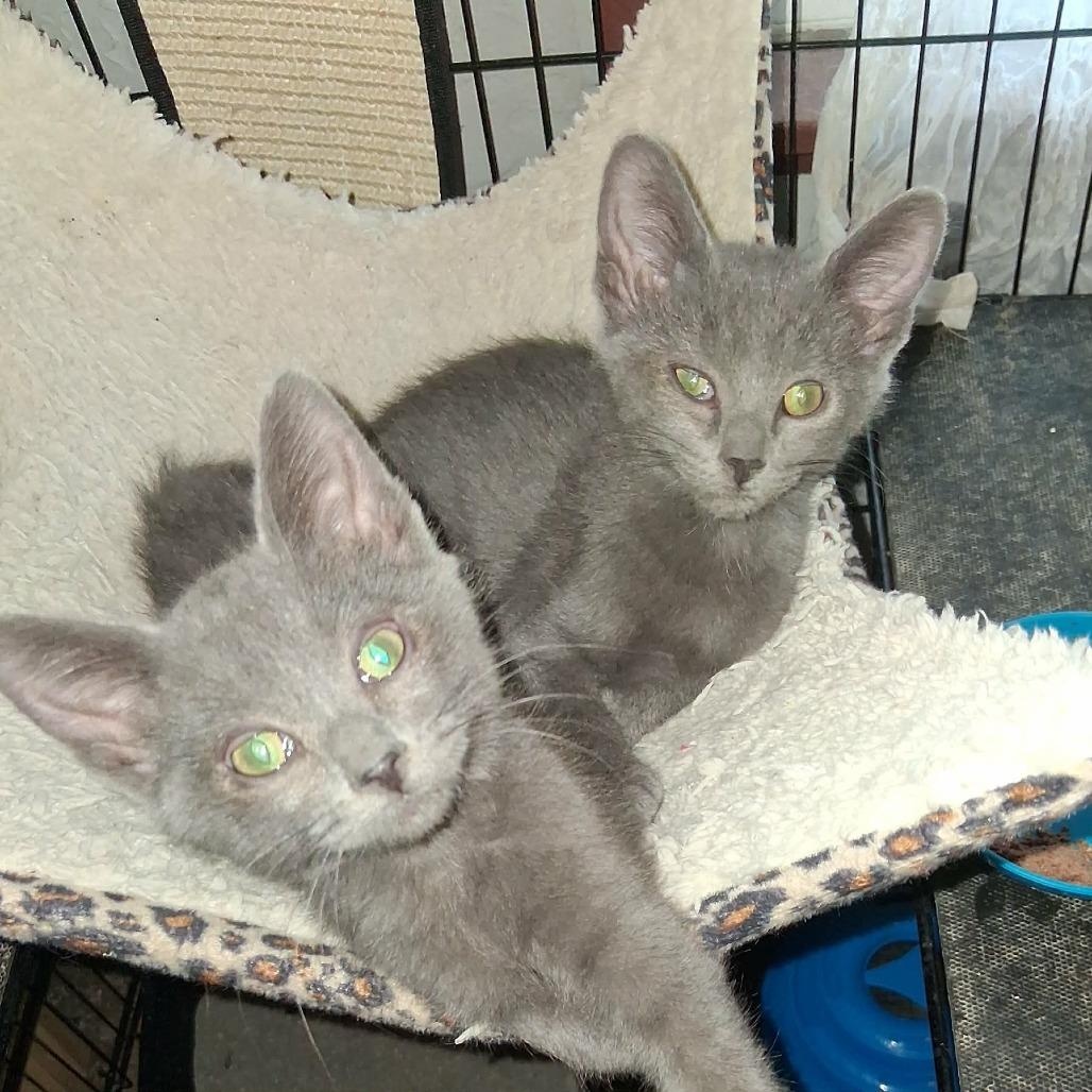 Oleander, Adoptable, Kitten Female Domestic Short Hair.