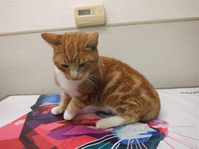 Enlarge ROCKET, a Adoptable Domestic Short Hair in Oroville, CA image 1/1