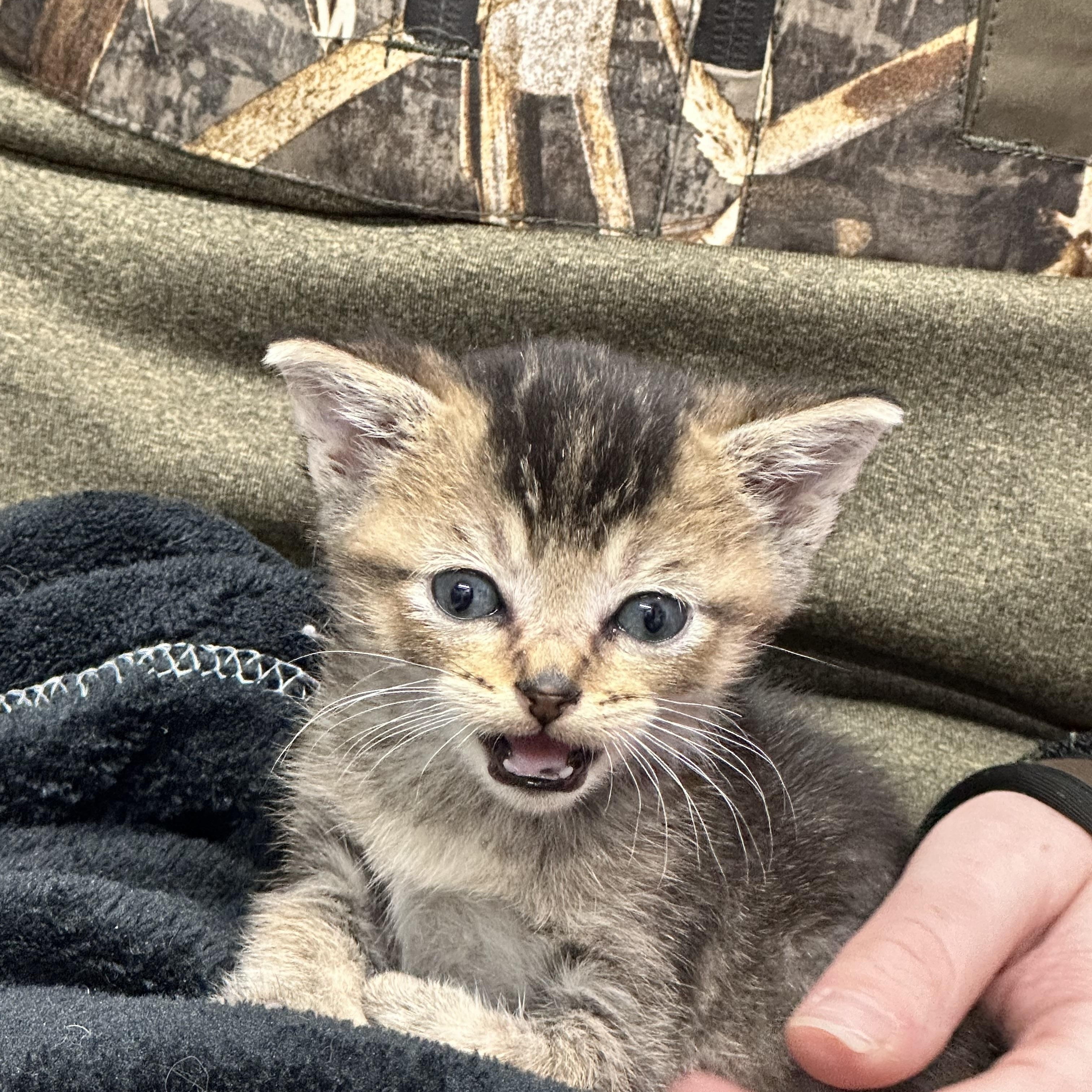 Enlarge King Tut, a Adoptable mixed breed in Mount Vernon, IL image 3/5