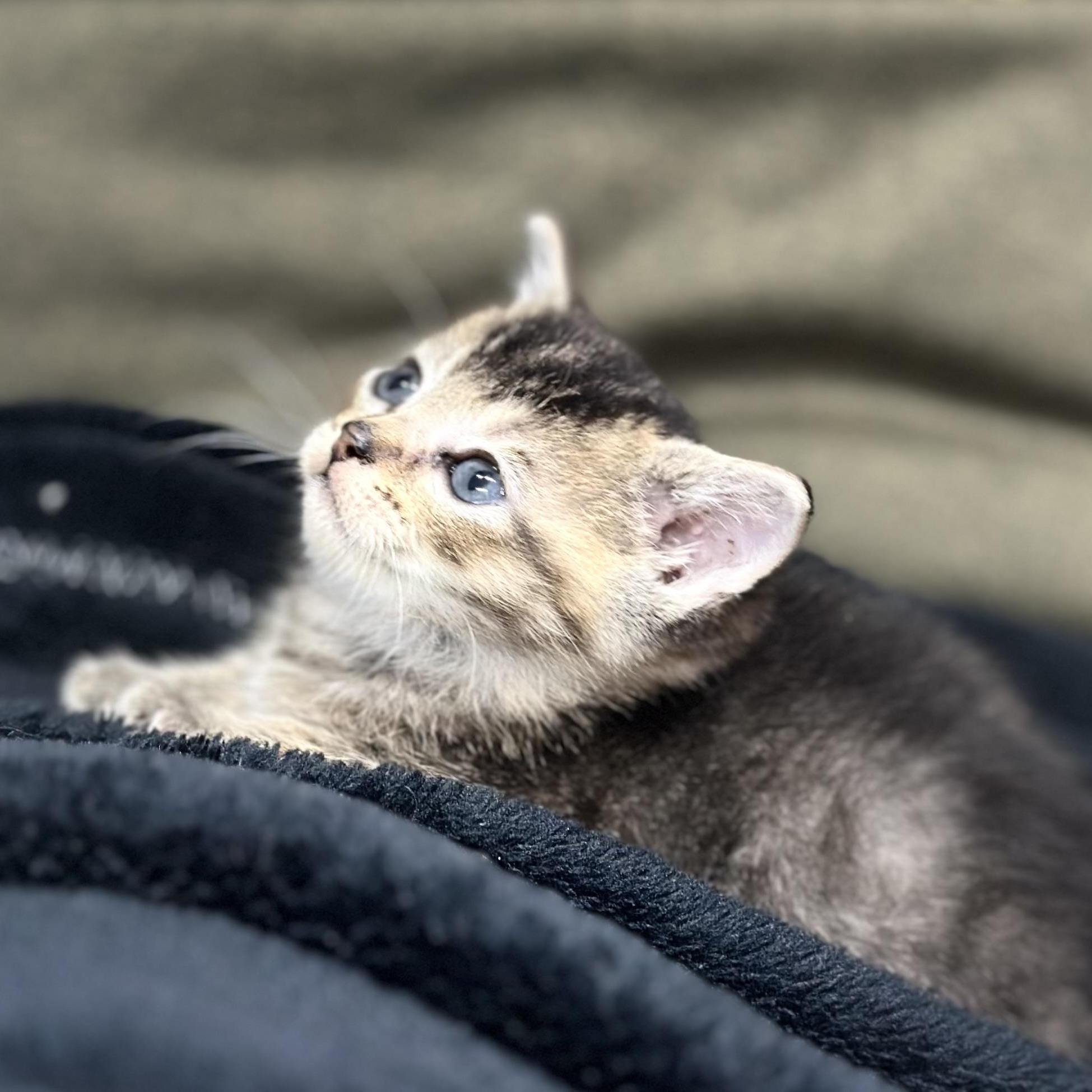 Enlarge King Tut, a Adoptable mixed breed in Mount Vernon, IL image 4/5