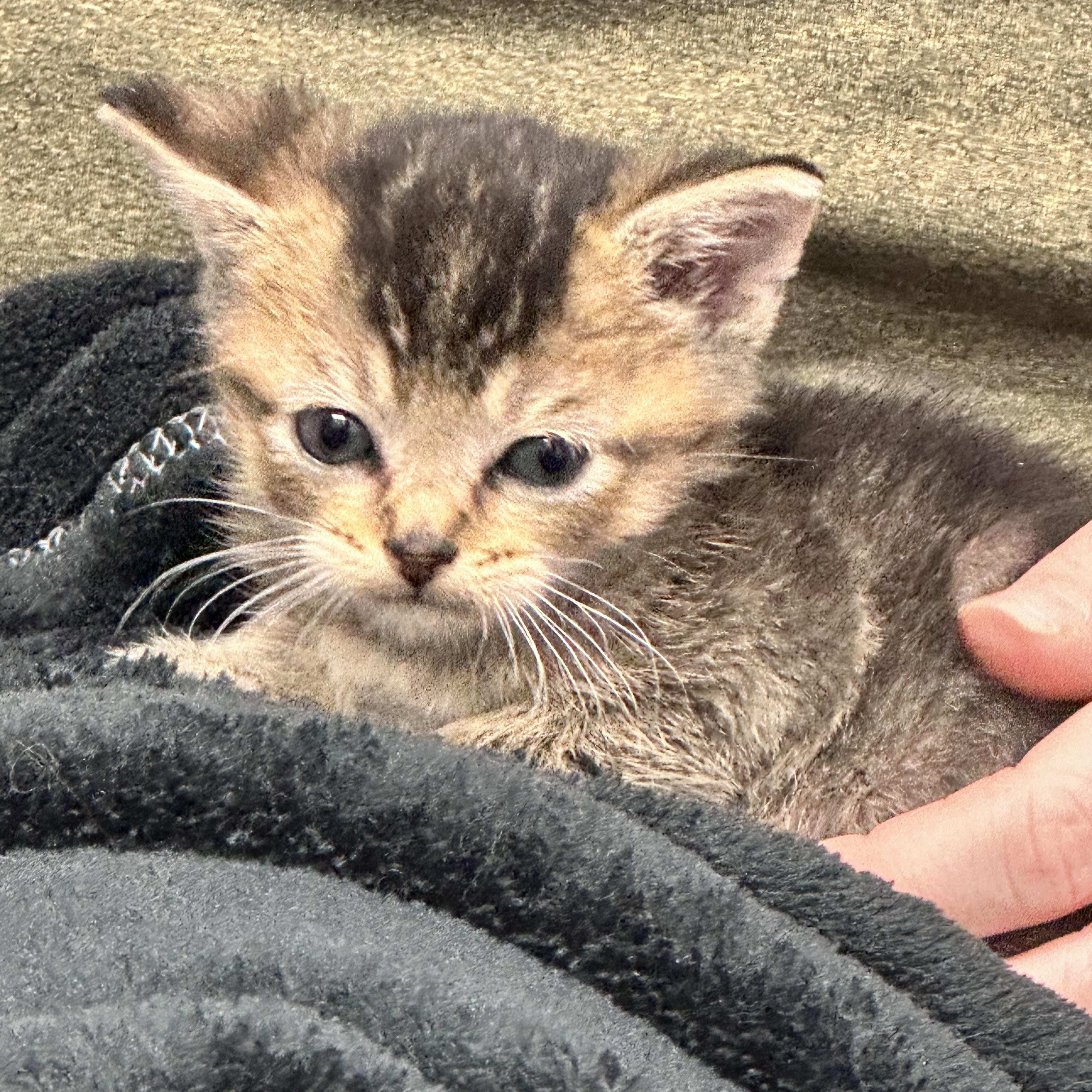 Enlarge King Tut, a Adoptable mixed breed in Mount Vernon, IL image 2/5