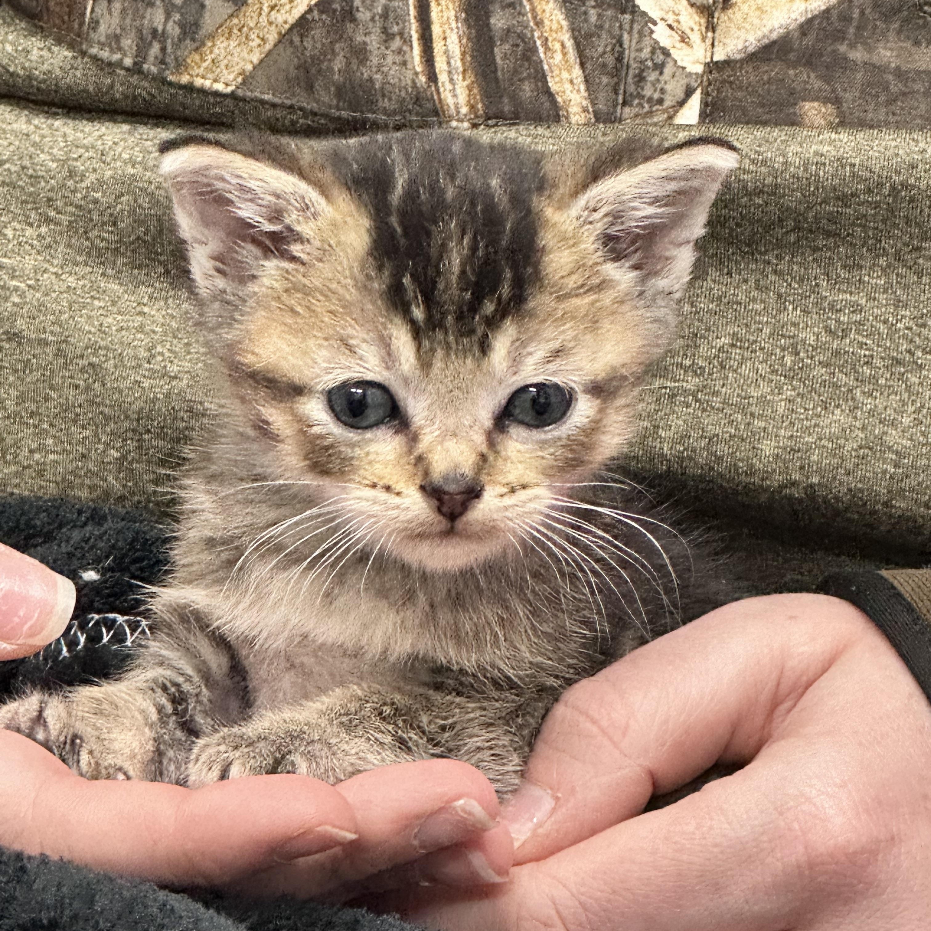 Enlarge King Tut, a Adoptable mixed breed in Mount Vernon, IL image 1/5