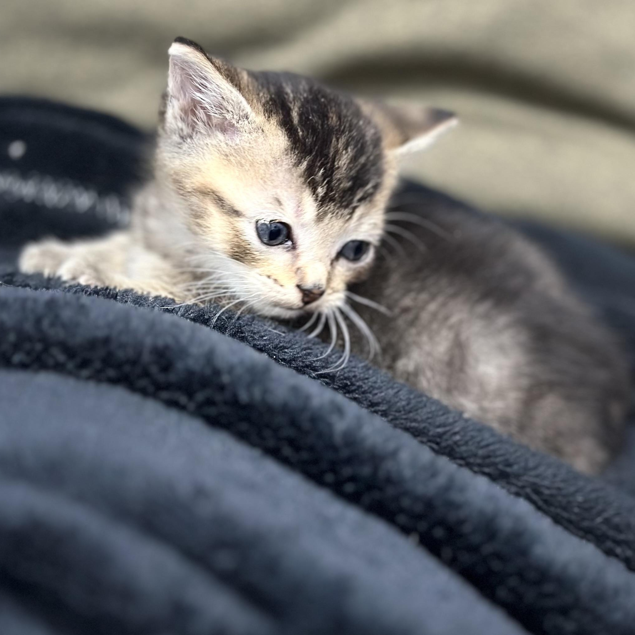 Enlarge King Tut, a Adoptable mixed breed in Mount Vernon, IL image 5/5