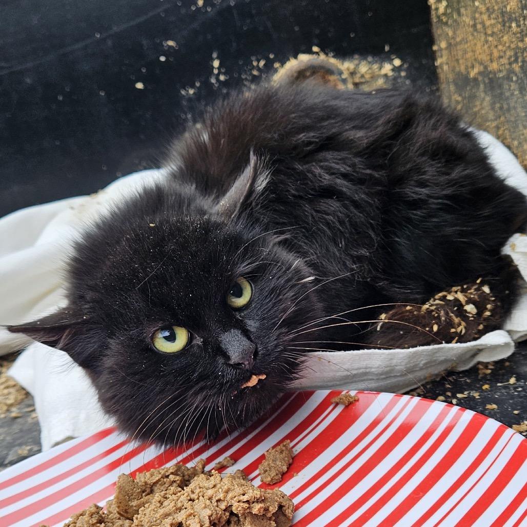 Jasmine — thumbnail 2