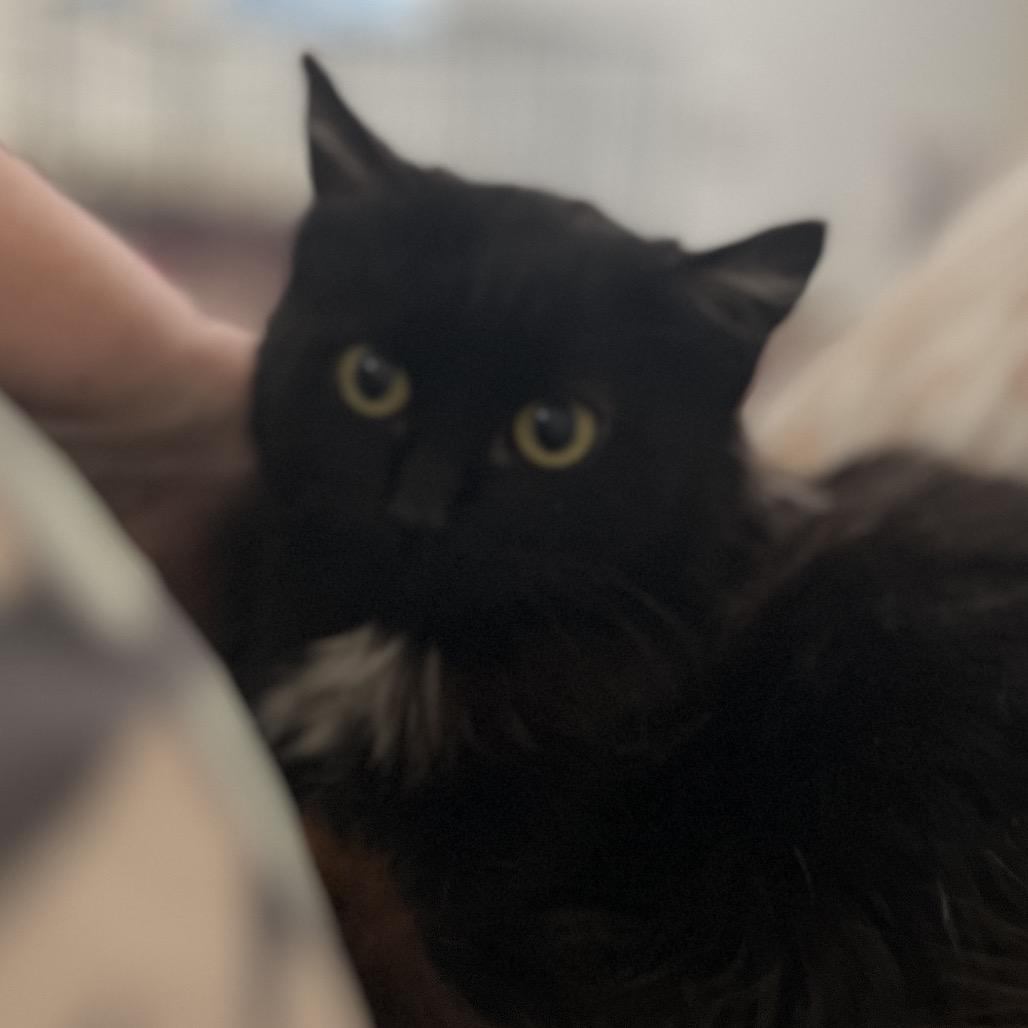 Jasmine — thumbnail 3