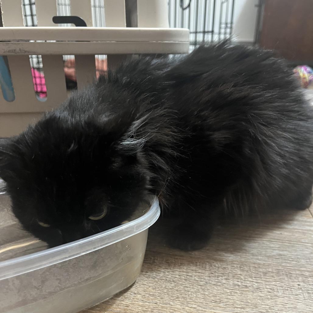 Jasmine — thumbnail 5