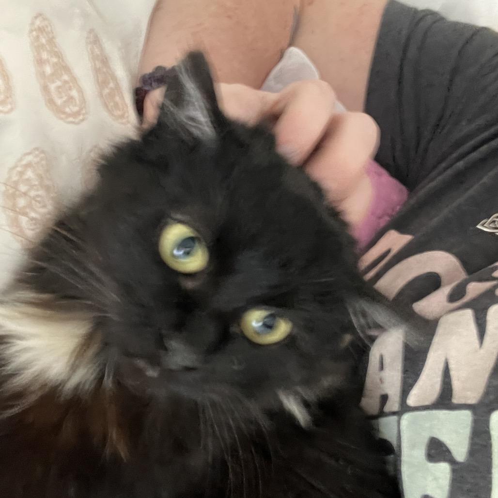 Jasmine — thumbnail 6