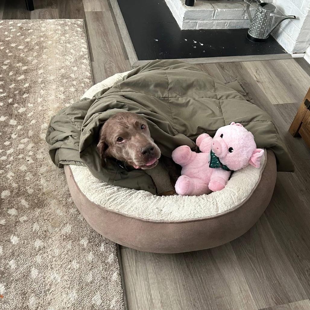 Enlarge Summer, a Adoptable Labrador Retriever in Parkton, MD image 6/6