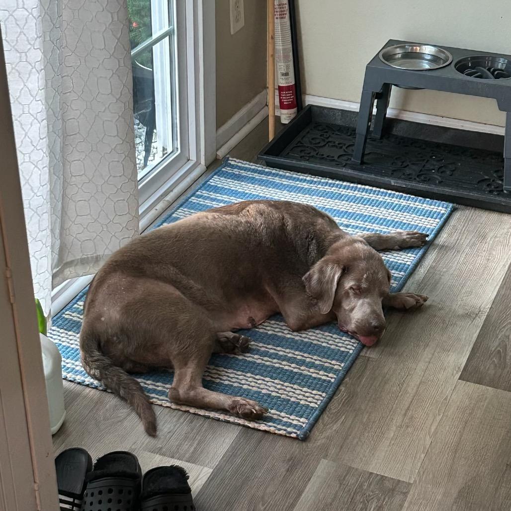 Enlarge Summer, a Adoptable Labrador Retriever in Parkton, MD image 5/6