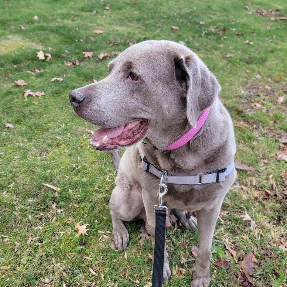 Enlarge Summer, a Adoptable Labrador Retriever in Parkton, MD image 2/6