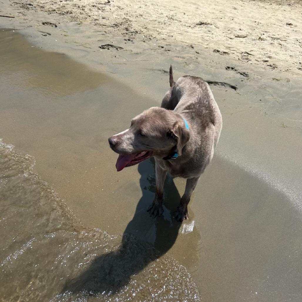 Enlarge Summer, a Adoptable Labrador Retriever in Parkton, MD image 4/6
